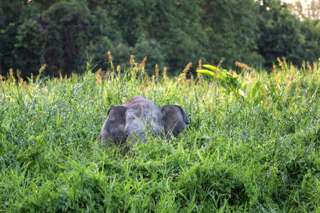 Borneo pygmy elephants (Elephas maximus borneensis) - Borneo Malaysia Asiaの写真素材