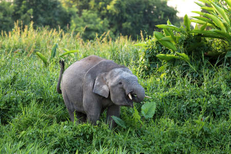 Borneo pygmy elephants (Elephas maximus borneensis) - Borneo Malaysia Asiaの写真素材