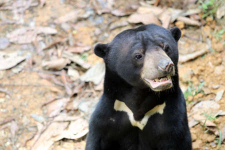 Sun bear (Helarctos malayanus) - Borneo Malaysia Asiaの写真素材
