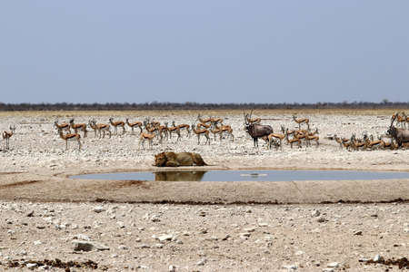 Lion at the waterhole - Namibia Africaの写真素材