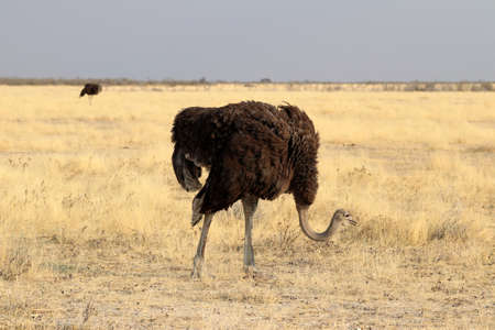 Ostrich in the steppe - Namibia Africaの写真素材