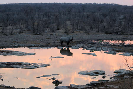 Rhinoceros at the waterhole at sunset - Namibia Africaの写真素材