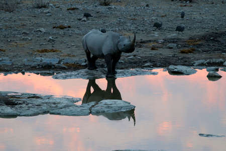 Rhinoceros at the waterhole at sunset - Namibia Africaの写真素材