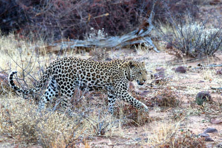 A leopard in the steppe - Namibia Africaの写真素材