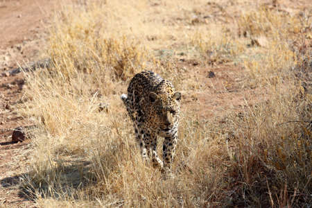 A leopard in the steppe - Namibia Africaの写真素材