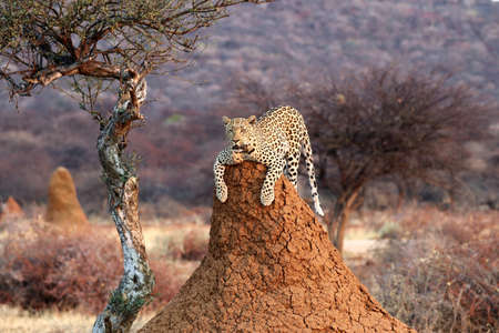 Leopard on a termite hill - Namibia Africaの写真素材