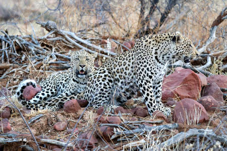 Two leopards - Namibia Africaの写真素材