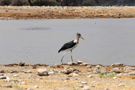 Marabou storks (Leptoptilos crumeniferus) at the waterhole - Namibia Africaの写真素材