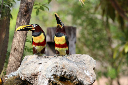 Aracari castanho (Pteroglossus castanotis) - Pantanal, Mato Grosso, Brazilの写真素材