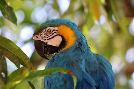 Blue-and-yellow macaw (Ara ararauna) - Pantanal, Mato Grosso, Brazil