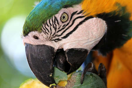 Blue-and-yellow macaw (Ara ararauna) - Pantanal, Mato Grosso, Brazilの写真素材