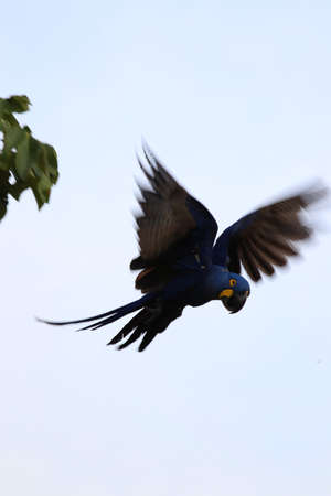 Hyacinth macaw (Anodorhynchus hyacinthinus) - Pantanal, Mato Grosso, Brazilの写真素材
