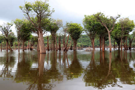 Beautiful reflection of trees in the river - Rio Negro, Amazon, Brazil, South Americaの写真素材