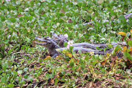 Yacare Caiman (Caiman Yacare) - Pantanal, Mato Grosso, Brazilの写真素材