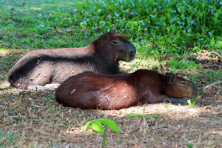 Capybara (Hydrochoerus hydrochaeris) - Pantanal, Mato Grosso, Brazilの写真素材