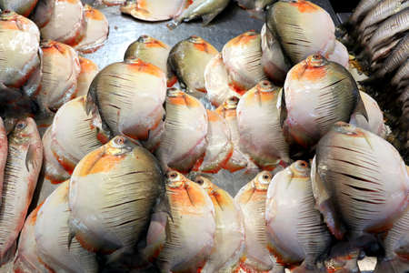 Fish market of Manaus - Amazonas, Brazil