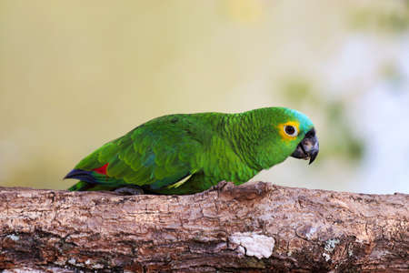 Turquoise-fronted amazon (Amazona aestiva) eats - Pantanal, Mato Grosso do Sul, Brazilの写真素材