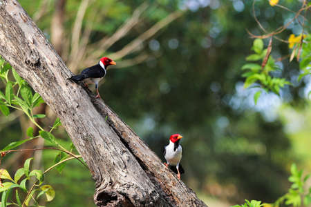 Yellow-billed cardinal (Paroaria capitata) - Pantanal, Mato Grosso do Sul, Brazilの写真素材