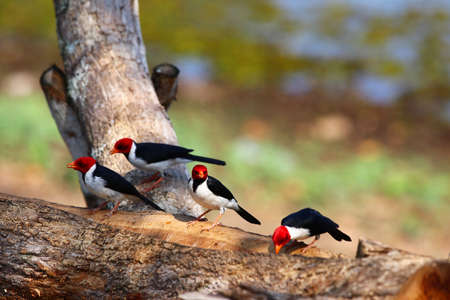 Yellow-billed cardinal (Paroaria capitata) - Pantanal, Mato Grosso do Sul, Brazilの写真素材