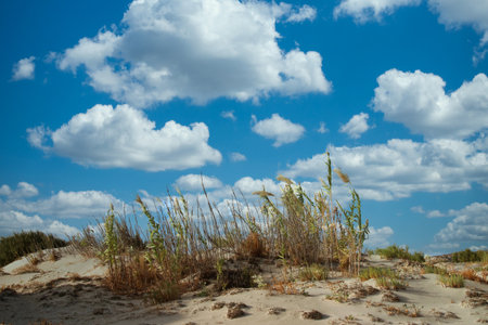 Elafonissi Beach with pink sand - Crete, Greeceの写真素材