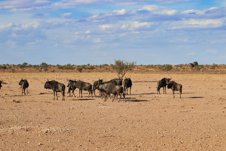 beautiful landscape view in Namibia - Africaの写真素材