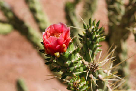beautiful landscape view in Namibia - Africaの写真素材