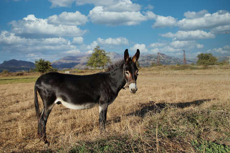 traditional windmill - Lasithi Plateau, Crete, Greeceの写真素材