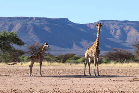 beautiful giraffes - Namibia, Africaの写真素材