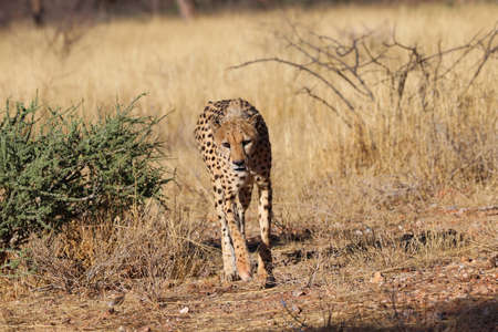 Cheetah in the savannah - Namibia, Africaの写真素材