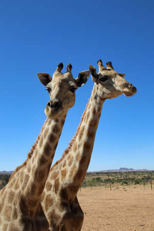 giraffe heads - Namibia, Africaの写真素材