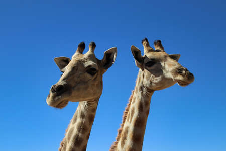 giraffe heads - Namibia, Africaの写真素材