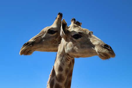 giraffe heads - Namibia, Africaの写真素材