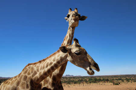giraffe heads - Namibia, Africaの写真素材