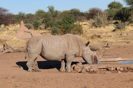 wide-mouthed rhinoceros - Namibia Africaの写真素材