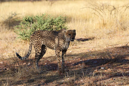 Cheetah in the savanne - Namibia, Africaの写真素材