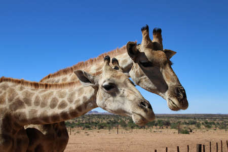 giraffe heads - Namibia, Africaの写真素材