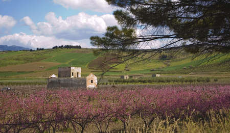 landscape and almond grove in Sicily, italyの写真素材