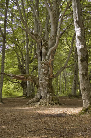 the big treeの写真素材