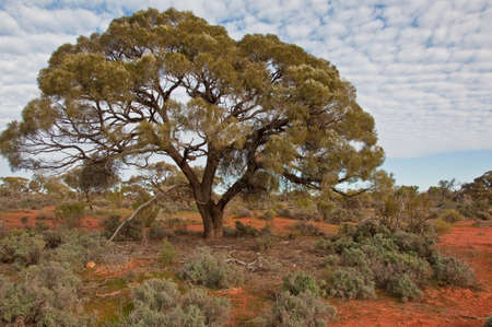 the australian landscape, south australia
