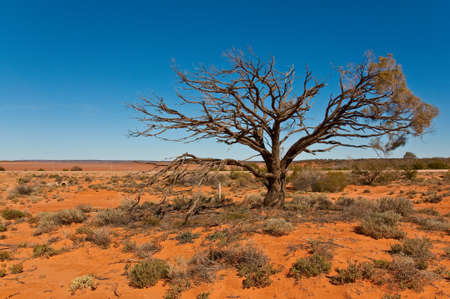 the australian landscape, south australiaの写真素材