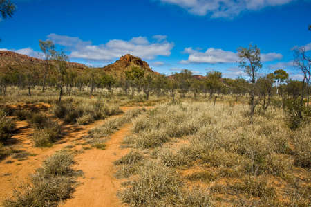 bush and road on the outback, northern territory australiaの写真素材