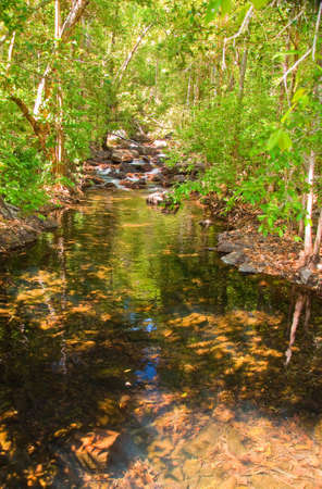 australian forest in the tropical area, northern territory, australiaの写真素材