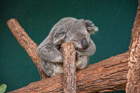 sleeping koala in a sydney zoo, australiaの写真素材