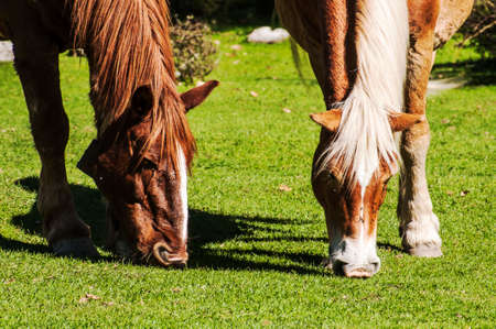 wild horse in an italian landscapeの写真素材