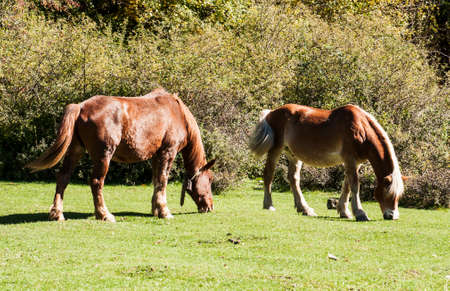 wild horse in an italian landscapeの写真素材