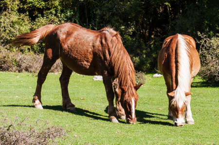 wild horse in an italian landscapeの写真素材