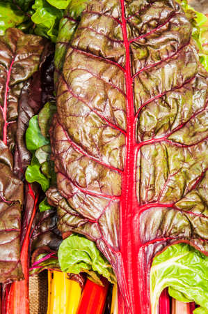 a group of rainbow chard in an american marketの写真素材