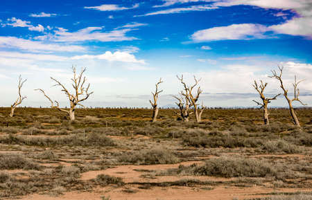 isolated trees in the australian outbackの写真素材