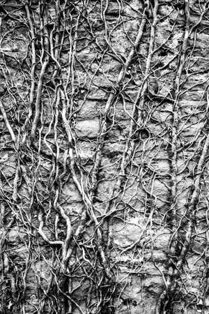 Creeper on brick wall grungy background and wall plantの写真素材