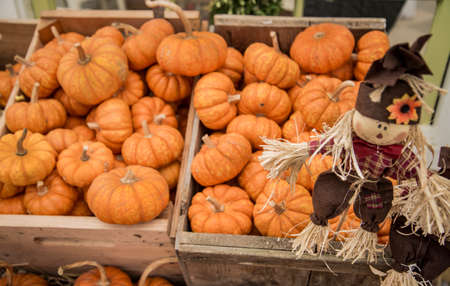 Colorful autumn pumpkins on wooden surface ready to sellの写真素材